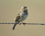 vesper sparrow BRD6510.JPG