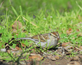 chipping sparrow BRD6528.JPG