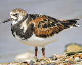 ruddy turnstone BRD7662.JPG
