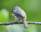 tufted titmouse BRD7683.JPG