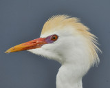 cattle egret BRD8048.JPG