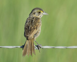 seaside sparrow BRD8129.JPG
