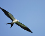 swallow-tailed kite BRD8164.JPG