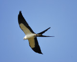 swallow-tailed kite BRD8209.JPG