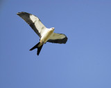 swallow-tailed kite BRD8216.JPG