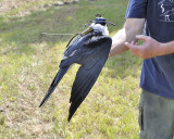 swallow-tailed kite DSC4277.JPG