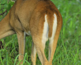 white-tailed deer BRD8233.JPG