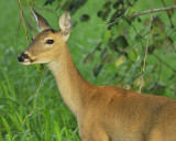 white-tailed deer BRD8237.JPG