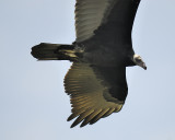 turkey vulture BRD8451.JPG