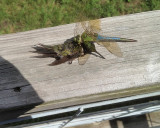 ruby-throated hummingbird dragonfly IMG_0516.JPG