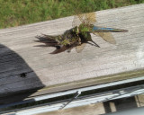 ruby-throated hummingbird dragonfly IMG517.JPG