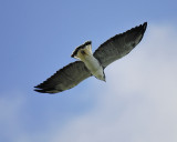 white-tailed hawk BRD8612.JPG