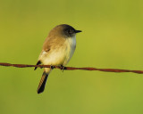 eastern phoebe BRD8778.JPG