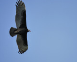 turkey vulture BRD9168.JPG