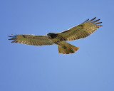 red-tailed hawk BRD9672.JPG