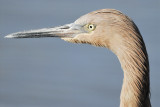 reddish egret BRD9850.JPG