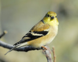 american goldfinch BRD0106.JPG