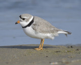 piping plover BRD0389.JPG