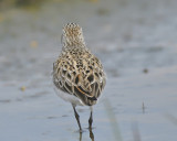 semipalmated sandpiper BRD0470.JPG