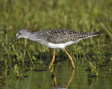 lesser yellowlegs BRD0683.JPG