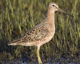 short-billed dowitcher BRD0617.JPG