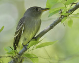 acadian flycatcher BRD1022.JPG