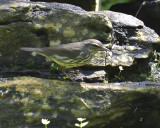 northern waterthrush BRD0969.JPG