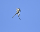 scissor-tailed flycatcher BRD0865.JPG
