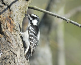 downy woodpecker BRD0808.JPG