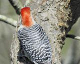 red-bellied woodpecker BRD0791.JPG