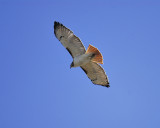 red-tailed hawk BRD0560.JPG