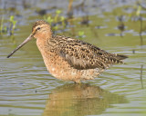 short-billed dowitcher BRD1209.JPG