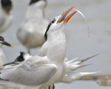 royal tern BRD1534.JPG