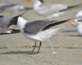 laughing gull BRD1737.JPG