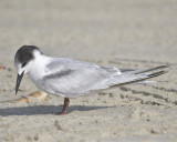 common tern BRD1754.JPG