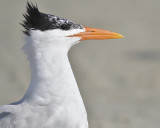 royal tern BRD1745.JPG