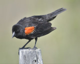 red-winged blackbird BRD1931.JPG