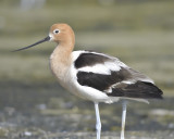 american avocet BRD1814.JPG