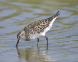 white-rumped sandpiper BRD1902.JPG