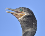 neotropic cormorant BRD3033.JPG