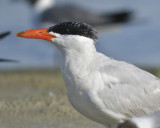 caspian tern BRD3301.JPG