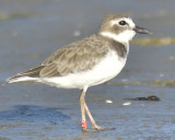 wilsons plover band BRD3696.JPG