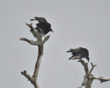 black vulture BRD4728.JPG