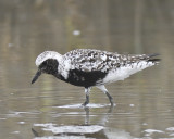 black-bellied plover BRD4331.JPG