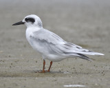 forsters tern BRD4624.JPG