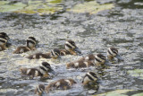 black-bellied whistling duck BRD4678.JPG