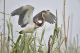 tricolored heron BRD4691.JPG