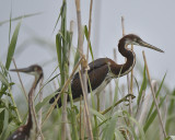 tricolored heron BRD4696.JPG