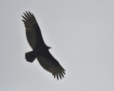 turkey vulture BRD5463.JPG