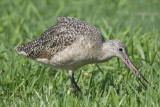 marbled godwit BRD5675.JPG